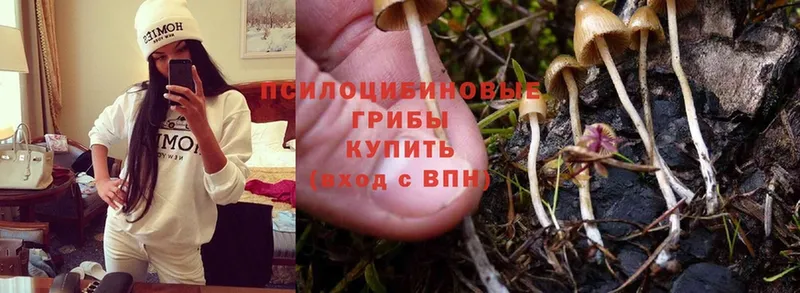 Галлюциногенные грибы MAGIC MUSHROOMS  Ярославль 